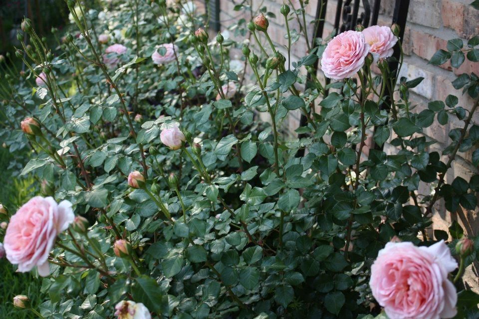 Abraham Darby...a David Austen rose..loaded with buds!